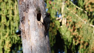 Black Woodpecker Biebrza National Park Poland [upl. by Aikcir]