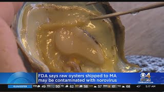 FDA Raw Oysters Shipped To Massachusetts May Be Contaminated With Norovirus [upl. by Mcclimans]