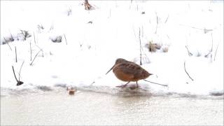 American Woodcock shows off dance moves [upl. by Won]