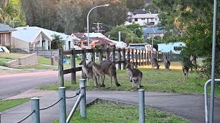 Kangaroos hopping towards me [upl. by Aerdnna]