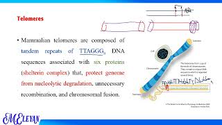 The Telomere amp Telomerase [upl. by Vassell899]