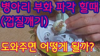 병아리 부화 파각할때 인위적으로 도와주면 어떻게 될까 인공파각 해줄까 말까닭 삐약이계란 부화 [upl. by Vanna162]