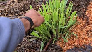 Agroforestry Course in Tapiramutá Bahia  VEGETABLE PRODUCTION IN AGROFORESTRY SYSTEMS [upl. by Aipotu]