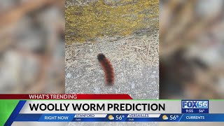 Unpacking the legend of the woolly worm What do they say about Kentuckys winter this year [upl. by Erl]