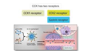 GASTRIN CCK AND CANCER Gastrin CCK and Secretin functions in health and disease explained [upl. by Einnor967]