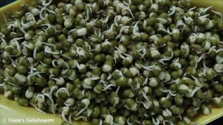 How to Sprout Moong Dal By Nagus Nalabagam [upl. by Ezeerb954]