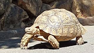 how can we tell its a male or female leopard tortoise [upl. by Eima]