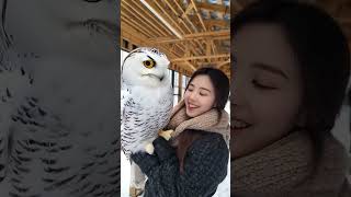 Isnt this snowy owl huge magicalanimals magicalanimalsinshake animalworld snowyowl [upl. by Scotty]