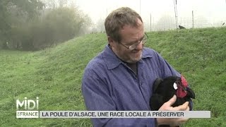 ANIMAUX  La poule dAlsace une race locale à conserver [upl. by Thrift690]