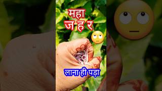 मुझे जह खाने और खिलाने पर किसी ने मजबूर किया 😟 Thornapple Kaladhatura shortvideo shorts [upl. by Amees483]