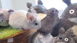 Baby Chinchillas vs Totoro Ep 1 [upl. by Ahsier]