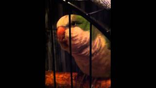 quaker parrot talking [upl. by Enelez165]