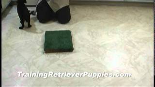 Training Retriever Puppies First Day Training Luring Targeting  Casting Obedience [upl. by Ariahs]