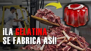 ¿Cómo se Fabrica la Gelatina  Paso a Paso en la Fábrica [upl. by Mott]