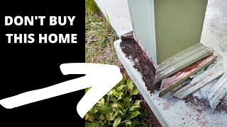 SHOULD I BUY A HOUSE WITH TERMITES [upl. by Rednael]