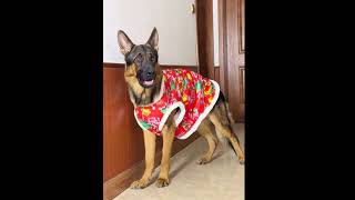 Its cold now its time to give your dog a very warm cottonpadded vest with big flowers Its [upl. by Rieger145]