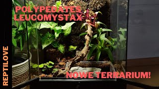 Rzekotka Bambusowa  Polypedates Leucomystax   Nowe Terrarium [upl. by Eybba]