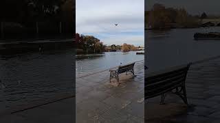 Cycling VIII riverside sunny Richmond London UK 111124 sunny richmond riverside thames [upl. by Minne36]