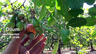 Cashew Anacardium occidentale [upl. by Assiran]