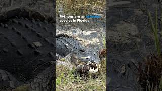 Alligator seen swallowing python at Everglades National Park Shorts [upl. by Colner]