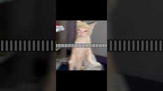 ITS A CALMING NOTION notion therareoccasions songoftheday cat  funny catsofyoutube catedit [upl. by Nimajaneb]