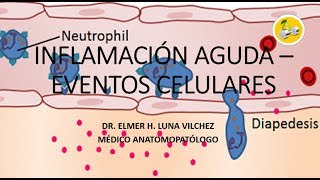 INFLAMACIÓN AGUDA – EVENTOS CELULARES  Dr Elmer Luna Vilchez [upl. by Einrae]