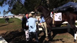 Middleburg Fall Races 2012 [upl. by Iaverne]