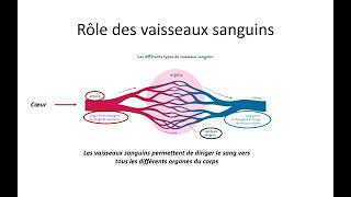 Le système circulatoire et son rôle 13 [upl. by Anirbes]