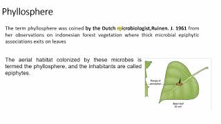 rhizosphere and phyllosphere [upl. by Sirtaeb]