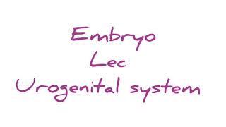 Embryo lec  urogenital system [upl. by Hayse]