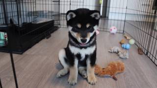 Shiba Inu Puppy 10 Weeks Old [upl. by Oretos]