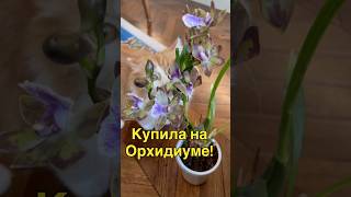 данапротасова orchid orchideenpflege orchideen орхидеи зигопеталлум орхидиум [upl. by Judson618]