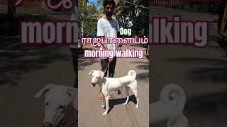 Rajapalayam dogdog doglover indianbreed shortsfeed 👍 [upl. by Gotthelf]