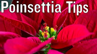 How to care for Poinsettia [upl. by Finbar]