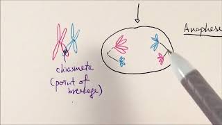 AS Biology  Meiosis OCR A Chapter 63 [upl. by Erialb259]