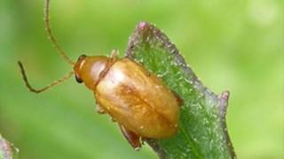 Biocontrol agents with Dr Jenny Dymock Entomologist [upl. by Enylrac]