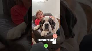 Aujourd’hui on parle du Saint Bernard ce chien des montagne🐶 chien chiens animaux saintbernard [upl. by Ekusoyr]