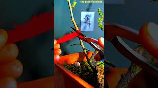 Trick to Propagate Plants 🌲 The EchoNarratives  shorts [upl. by Feinstein785]