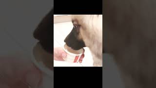 dog cute keeshond puppy fypシ゚ cutedog [upl. by Divd]