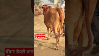 स्वर्ण साहिवाल 15 लीटर दूध वाली 👌 आज ख़रीदो पँवार डेयरी फार्म पर ✅cattlefarming152 cowfarm [upl. by Aber]