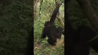 Return BABY Chimpanzees to their natural habitat apes chimpanzee wildlife orangutan [upl. by Sadella]