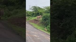 A streak of tigers shirpur DistDhule Maharashtra [upl. by Olotrab]