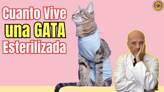 ❤️‍🩹 ¿CUANTO VIVE UNA GATA ESTERILIZADA ❤️‍🩹 [upl. by Adnorahs]