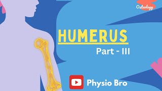 Humerus Part  III [upl. by Romulus]