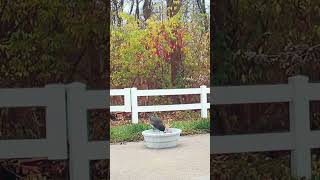 Hello Im a bird darkeyed junco [upl. by Ludovico]