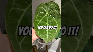 Anthurium Forgetii🌱 Easy Plant Fast Grower [upl. by Vareck]