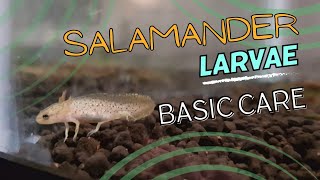 Salamander Larvae A Basic Care Guide [upl. by Emirej]