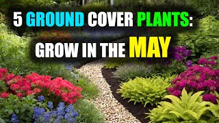 5 Stunning Ground Cover Plants to Grow in MAY [upl. by Ilan414]