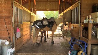 Meredith Cherry and her horse Apollo riding 10000 miles for domestic violence awareness [upl. by Sihtam]