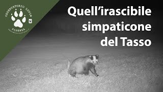 Quellirascibile simpaticone del tasso [upl. by Ditmore]